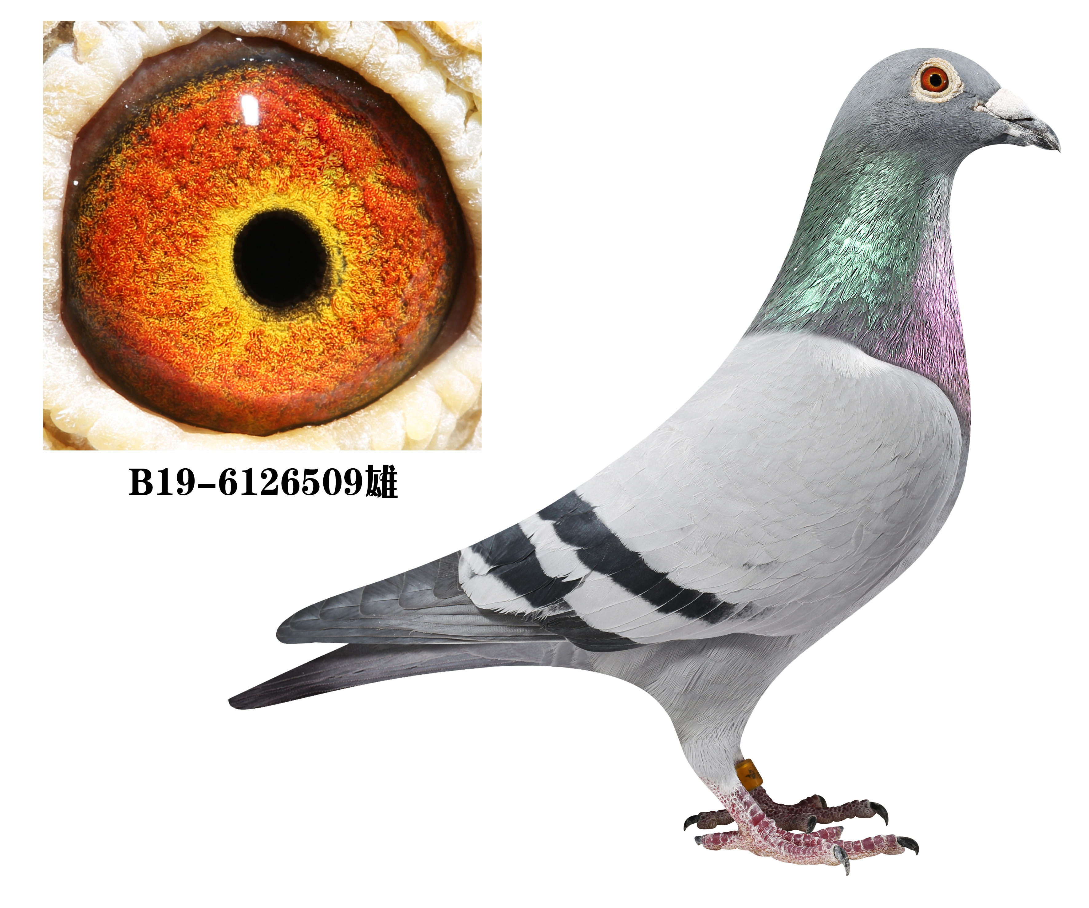 🥀2026🎱世界杯🐔让球开户🚭英格斯大恩号信鸽 🏆hg08体育38368·CC🎁 